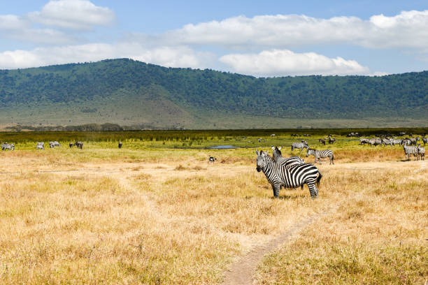 Zebras grazing on the plains of the Ngorongoro Crater, Tanzania stock photo
