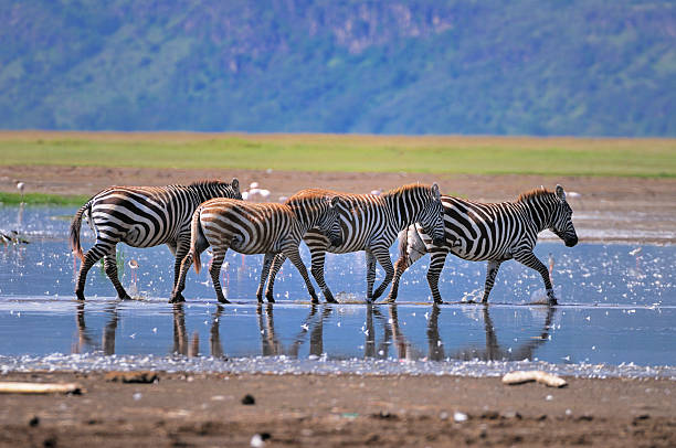 Zebras in Lake Nakuru Zebras in the waters of Lake Nakuru National Park, Kenya. lake nakuru stock pictures, royalty-free photos & images