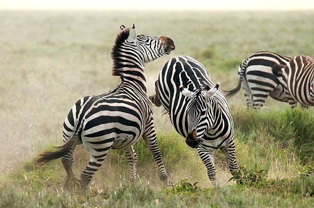 Zebras in the Serengeti stock photo