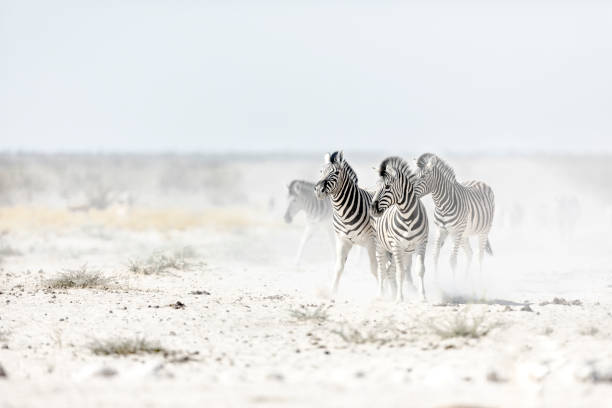Zebra's kicking up dust. stock photo