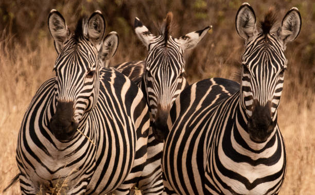Zebras on lookout! stock photo