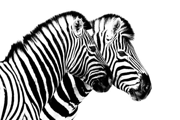 Zebras on white background isolated close up side view, two zebra head portrait in profile, black and white art photography, striped animal pattern design, african wildlife nature monochrome wallpaper stock photo