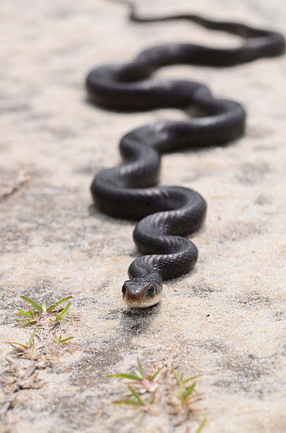 zigzag black snake on sand - black snake stock pictures, royalty-free photos & images
