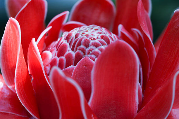 Zingiberaceae: Etlingera elatior flower color red in nature. stock photo