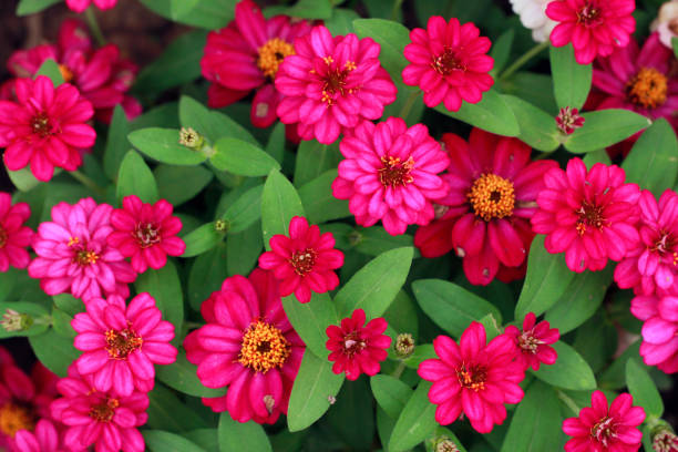zinnia flower background zinnia flower background zinnia stock pictures, royalty-free photos & images