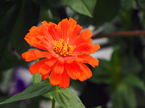 OLYMPUS DIGITAL CAMERA - Close-up of the orange flower on a zinnia plant growing in a garden.