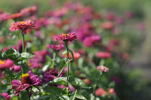 zinnia flowers in the sun in the garden. The popular name of the majora flower. Selective focus.