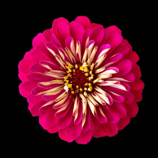 Zinnia head in black background Zinnia in black background zinnia stock pictures, royalty-free photos & images