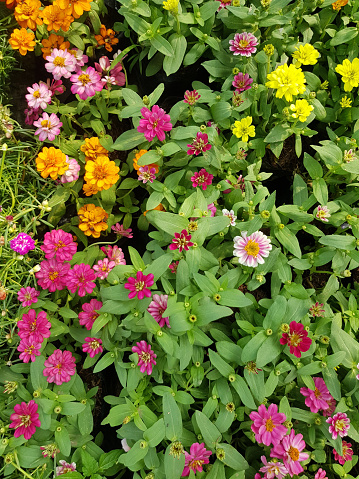 Zinnia is a beautiful multi-colored flower. Can be used to decorate the garden.