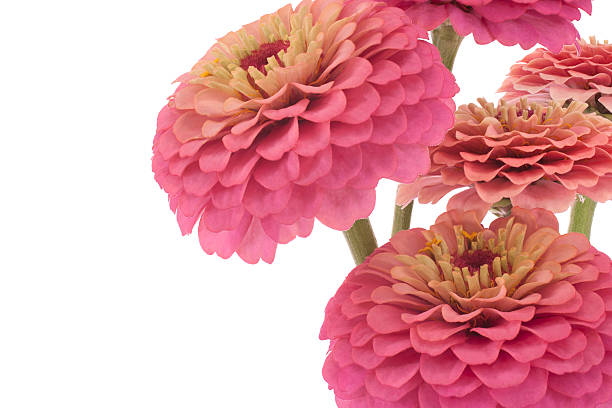 zinnia  zinnia stock pictures, royalty-free photos & images