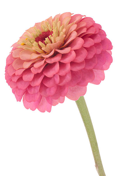 zinnia Studio Shot of  Magenta Colored Zinnia Isolated on White Background. Large Depth of Field (DOF). Macro. Symbol of Loyalty. zinnia stock pictures, royalty-free photos & images