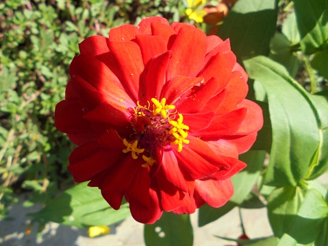 Papper flower is one of the most known plants of the genus zinnia.