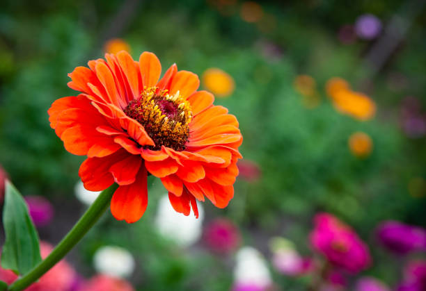 Zinnia Sharlakhova Flower Zinnia Sharlakhova Flower In Garden zinnia stock pictures, royalty-free photos & images