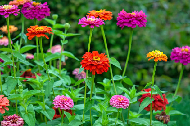 Zinnias of all colors blooming in summer garden stock photo