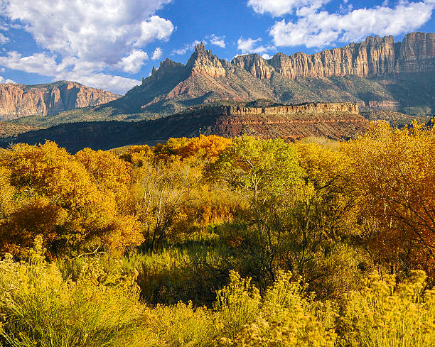 Zion Autumn Afternoon Golden cottonwoods and willows near Zion National Park, Utah. great basin stock pictures, royalty-free photos & images