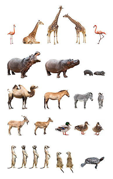 Zoo animals Collection of the zoo animals isolated on the white background safari animals stock pictures, royalty-free photos & images
