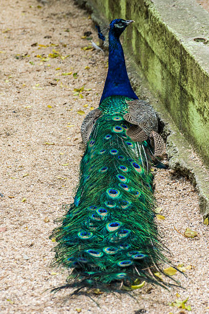 zoo - peacock back stockfoto's en -beelden