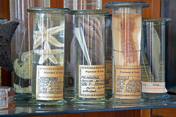 zoology specimens in collection jars stock photo