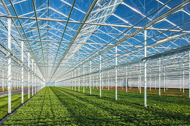a zoomed out view of geranium plants inside a greenhouse - kas bouwwerk stockfoto's en -beelden