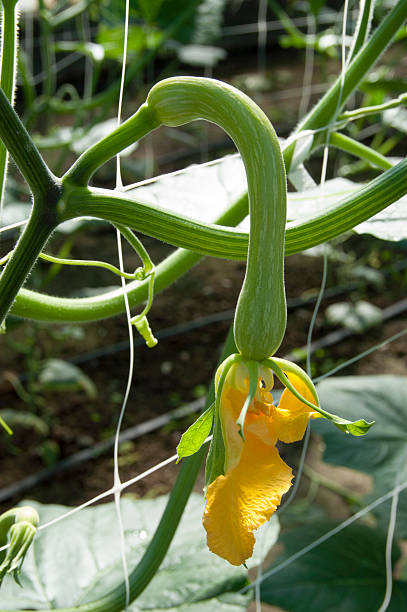 zucchini, marrow stock photo
