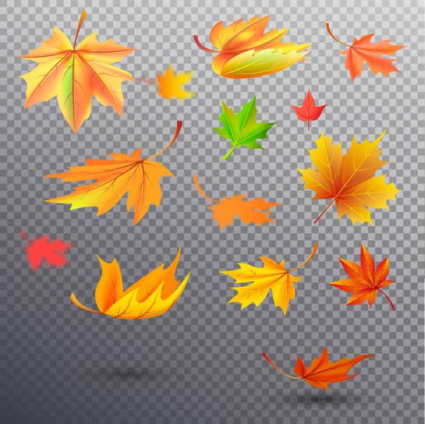 Ð»Ð¸ÑÑÑÑ Ð½Ð° Ð¿ÑÐ¾Ð·ÑÐ°ÑÐ½Ð¾Ð¼ ÑÐ¾Ð½Ðµ [Ð¿ÑÐµÐ¾Ð±ÑÐ°Ð·Ð¾Ð²Ð°Ð½Ð½ÑÐ¹] Autumn fallen maple leaves of bright orange, sunny yellow and saturated green colors isolated vector illustrations set on transparent background. fall leaves stock illustrations