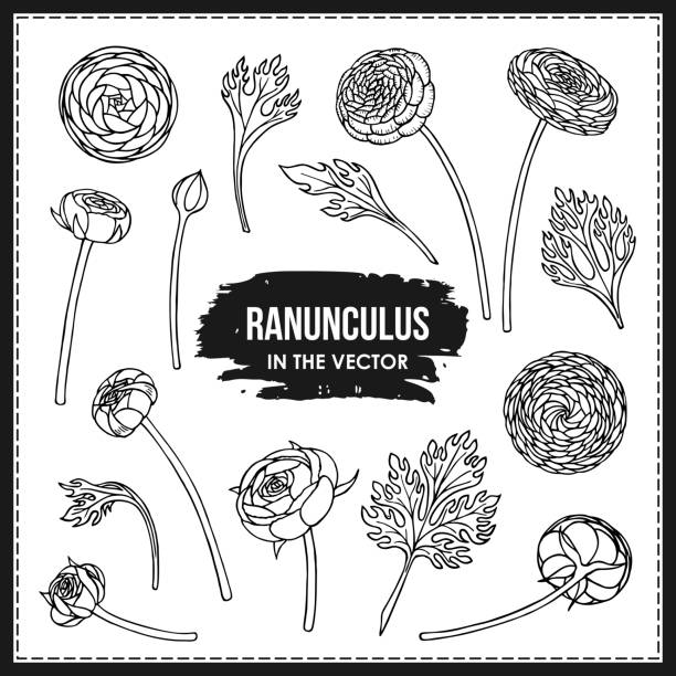 Ranunculus Illustrations, Royalty-Free Vector Graphics & Clip Art - iStock
