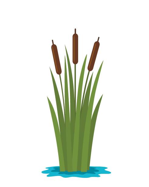 ÐÐµÑÐ°ÑÑ Grass reed in the water of the pond. flat vector illustration isolated on white background cattail stock illustrations