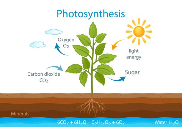 ÐÐ¾Ð±Ð¸Ð»ÑÐ½Ð¾Ðµ ÑÑÑÑÐ¾Ð¹ÑÑÐ²Ð¾ teaching poster with the process of cellular respiration of a growing plant with leaves. photosynthesis in nature. vector illustration photosynthesis diagram stock illustrations