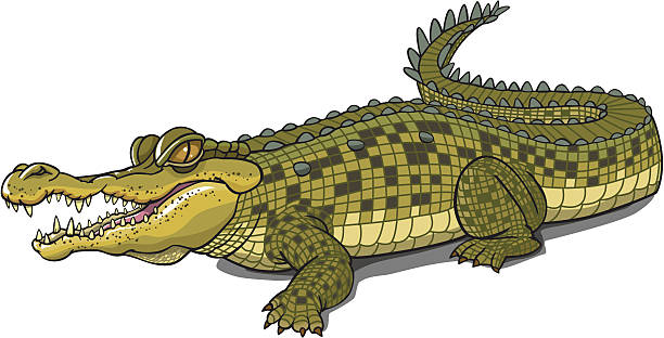 CROCODILE Vector cartoon illustration of a big african crocdile crocodile stock illustrations