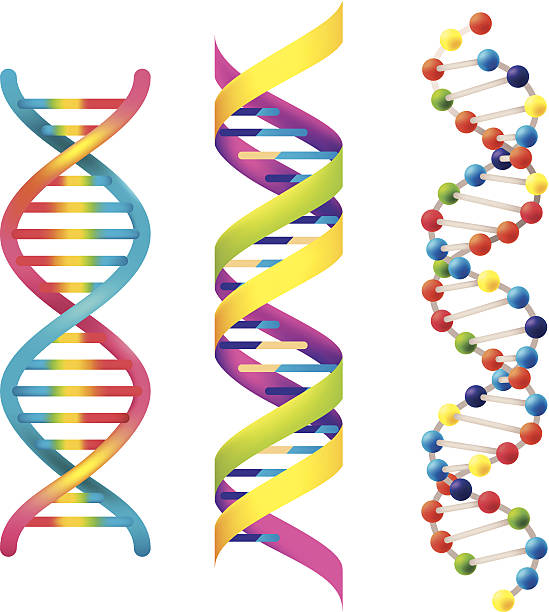 DNA vector art illustration