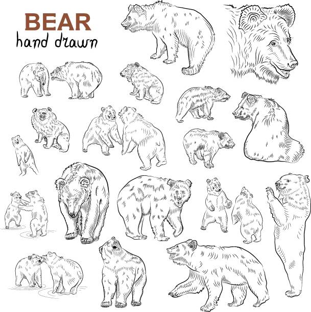 0033 Sketch. Set of bears.  Hand drawn. bear growling stock illustrations