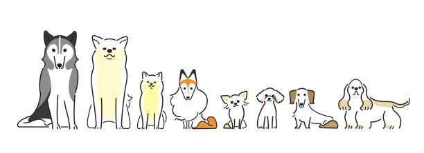 191007dogs026 Siberian Husky, Akita Inu, Shiba Inu, Shetland Sheepdog, Chihuahua, Toy Poodle, Miniature Dachshund and American Cocker Spaniel year of the dog stock illustrations