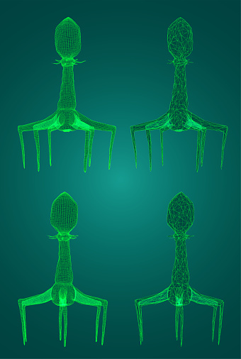 3d model of a bacteriophage