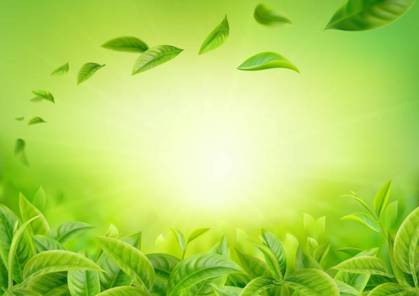 ilustrações, clipart, desenhos animados e ícones de 3d bandeira horizontal vetor realista, natureza, fundo jardim de chá verde com folhas voadoras para o seu design, anúncios - plantação