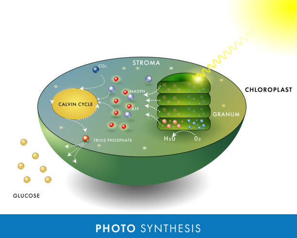 ilustrações, clipart, desenhos animados e ícones de estrutura 3d de cloroplasto vegetal com fotossíntese reação química da síntese de açúcar de glicose a partir de dióxido de carbono, mecanismo, mecanismo do ciclo calvin. infográfico do pôster do pôster de ilustração vetorial - co2 lavoura