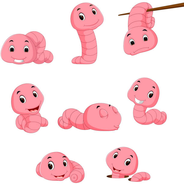 a group of worm on a white background illustration of a group of worm on a white background maggot stock illustrations