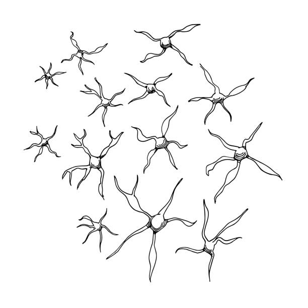 Brain Neuron Microscope Illustrations, Royalty-Free Vector Graphics ...