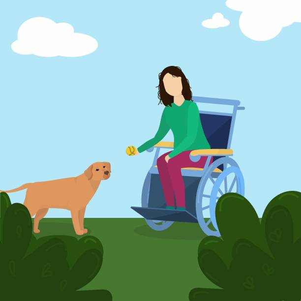 ilustrações de stock, clip art, desenhos animados e ícones de a young brunette woman in a wheelchair plays with a labrador dog in a tennis ball in nature - wheelchair street happy