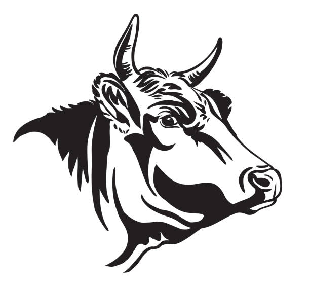 Abstract contour portrait of cow in profile Vector illustration of bull head icon in black color isolated on white. Engraving template image of cow. Design element for poster, t shirt, emblem, logo, sign. drawing of the bull head tattoo designs stock illustrations