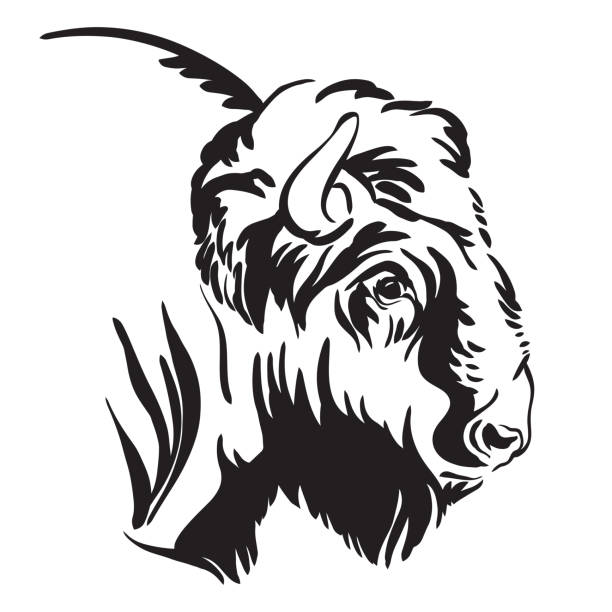 Abstract contour portrait of the bison vector Decorative portrait of bison vector illustration in black color isolated on white background. Engraving template image of bull for label, logo, design, packaging, print and tattoo. drawing of the bull head tattoo designs stock illustrations