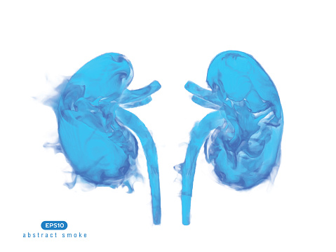 Abstract vector illustration of human kidneys.