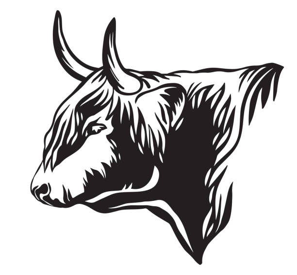 Abstract vector portrait of bull in profile Vector illustration of bull head icon in black color isolated on white. Engraving template image of Highland cattle. Design template element for poster, t shirt, emblem, logo, sign. drawing of the bull head tattoo designs stock illustrations