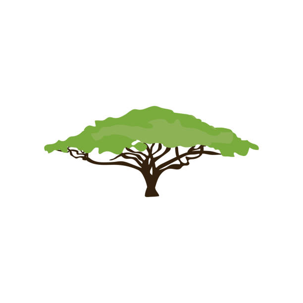 Acacia tree illustration Acacia tree illustration on the white background. Vector illustration acacia tree stock illustrations