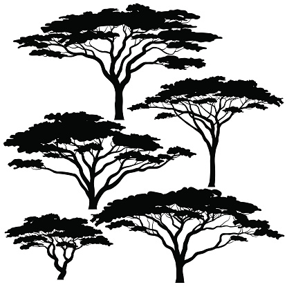 Set of eps8 editable vector silhouettes of acacia trees