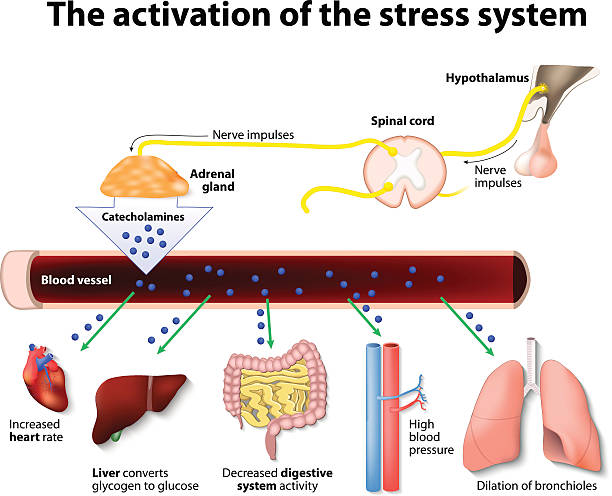 Activation of the stress system Activation of the stress system adrenaline stock illustrations