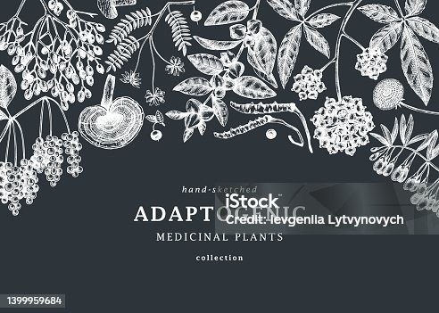 istock Adaptogenic plants background design on chalkboard 1399959684