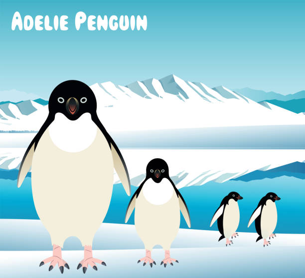 Adelie penguin Vector Antarctica Adelie penguin adelie penguin stock illustrations