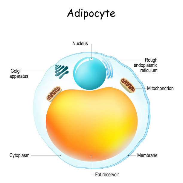 Adipocytes anatomy Adipocytes anatomy. Structure of fat cell. adipose tissue. Vector illustration rough endoplasmic reticulum stock illustrations
