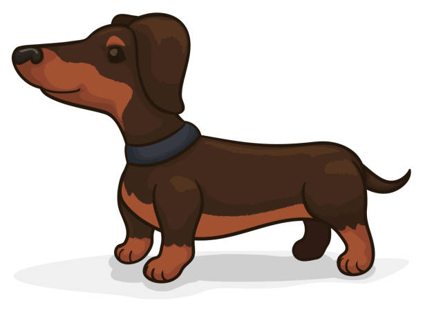 Royalty Free Dachshund Clip Art, Vector Images