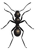 Black ant, top view, illustration